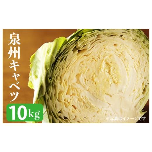 ふるさと納税 大阪府 泉佐野市 射手矢さんちの泉州キャベツ 10kg 先行予約