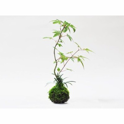 紅葉の苔玉【盆栽 ミニ盆栽 鉢植】