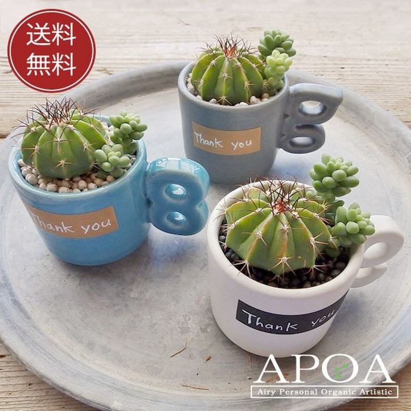 敬老の日 サボテン 多肉植物 寄せ植え デミスタカップ アルファベット 鉢入り 陶器 プレゼント ギフト 通販 Lineポイント最大0 5 Get Lineショッピング