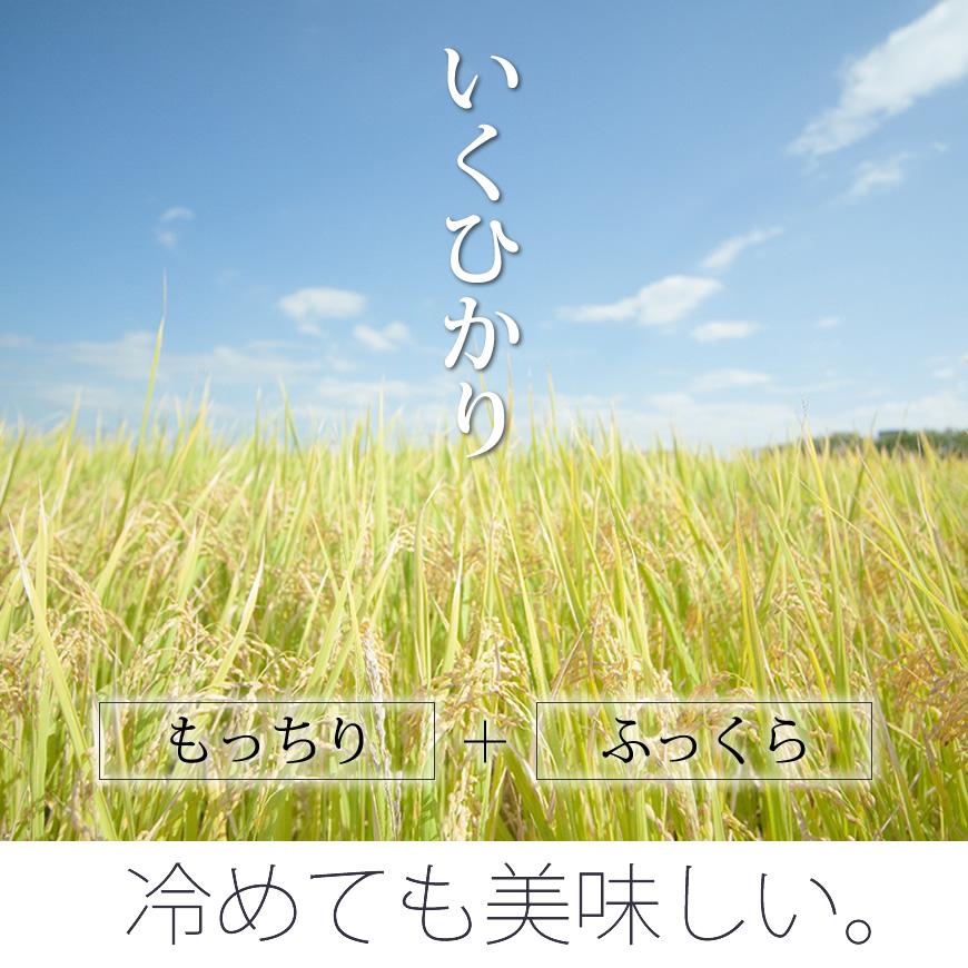  お米 5kg イクヒカリ 5kg×1袋  令和5年産  お祝い お歳暮 ギフト お取り寄せグルメ　 鹿児島県