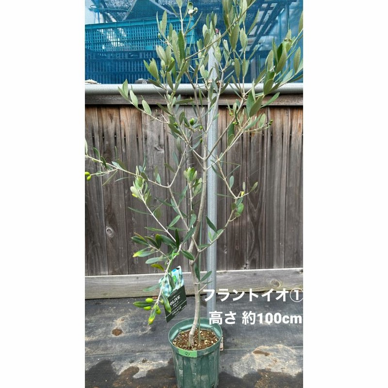 オリーブの木 バロウニ 小倉園 - 植物/観葉植物