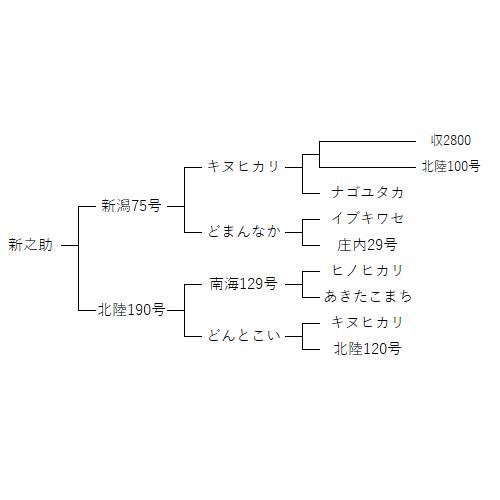 令和5年新米 新之助 新潟県産 減農薬 玄米5kg 特別栽培米