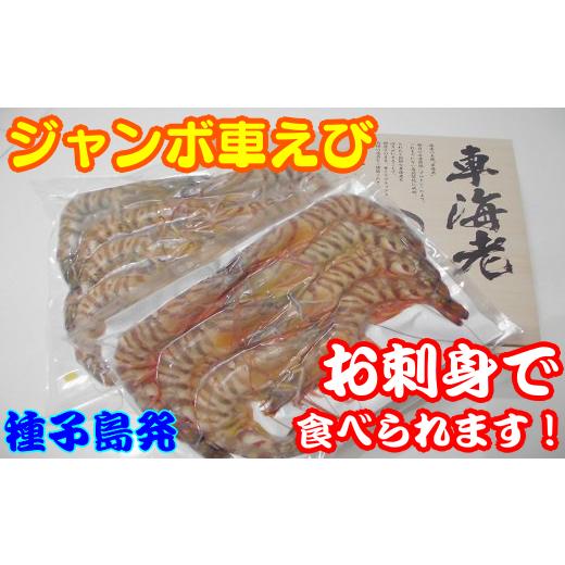 ふるさと納税 鹿児島県 西之表市 ジャンボ車えび（生食用冷凍・化粧箱入り）　600ｐｔ　NFN110