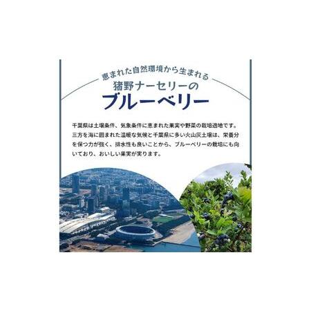 ふるさと納税 冷凍こだわりブルーベリー　500g×2 千葉県千葉市