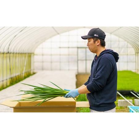 ふるさと納税 生産農家直送　京野菜・九条ねぎ　2kg×4回 京都府宇治田原町