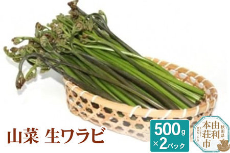 山菜 生ワラビ 500g×2パック 天然 （発送は5月頃）