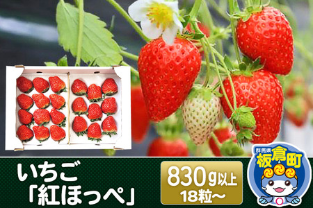 いちご「紅ほっぺ」18粒から (計830g以上) イチゴ 苺 大粒 初摘み あまい 綺麗 真っ赤 大きい 40g以上