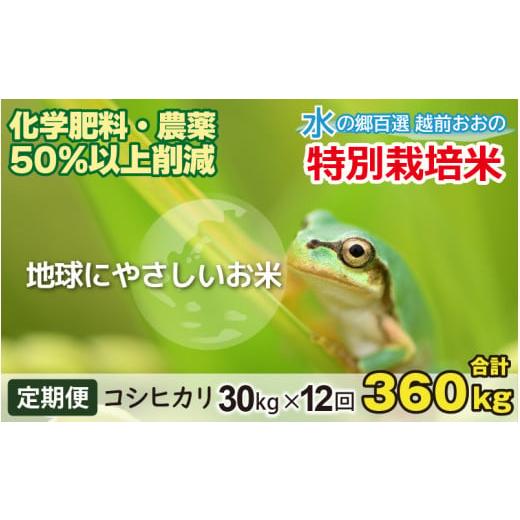 ふるさと納税 福井県 大野市 こしひかり 30kg × 12回 計 360kg