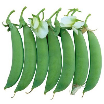【拈花微笑】甜豌豆｜種子｜10g 非基因改造種子｜蔬菜｜蔬果｜有機無毒｜高發芽率｜鮮甜嫩脆全家愛吃