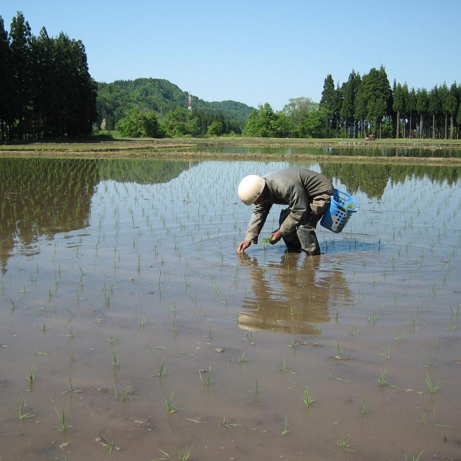 新潟県産一般地域 コシヒカリ 30kg（令和5年産）