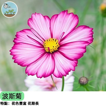 🌸【夢幻粉彩】水袖波斯菊種子 重瓣花型如舞裙 超好種 陽台花海速成 蜜源植物 切花材料 新手友善 四季可播