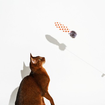 魔法羽毛逗貓棒 暗藏鈴鐺 天然環保 軟木手柄 閃亮星星