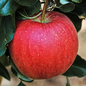 Food Sustainability, Mindful Eating, and Healthy Cooking