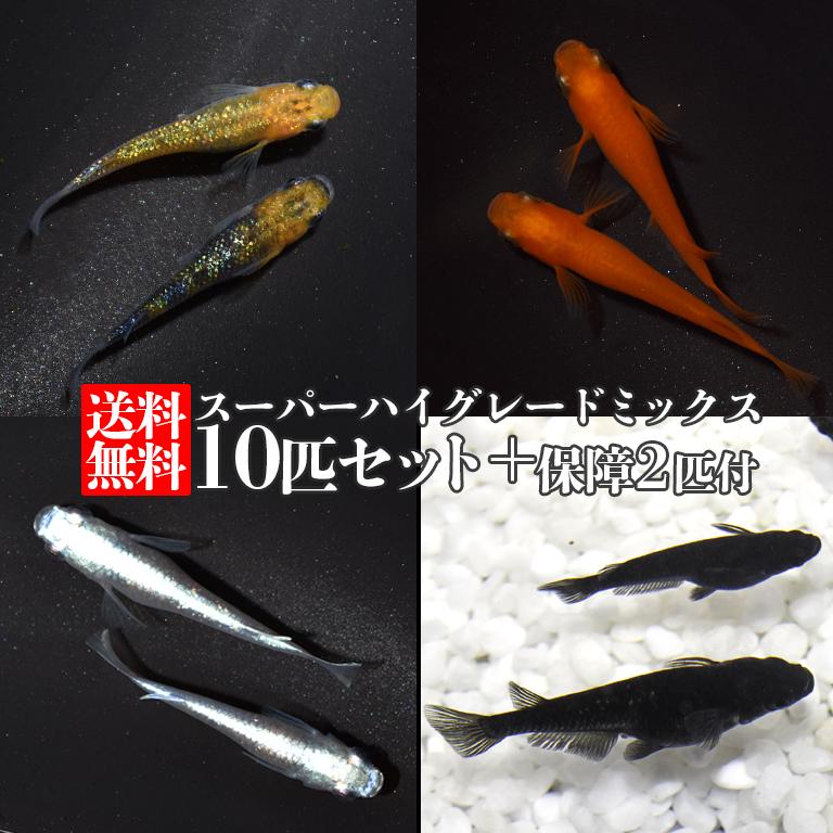 幹之メダカ みゆきめだか 300匹 追加可能 祭 イベントに 道の駅の商品に - 魚類、水生生物