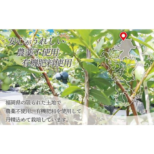 ふるさと納税 福岡県 福津市 栽培期間中無農薬ブルーベリー1kg[E2240a]