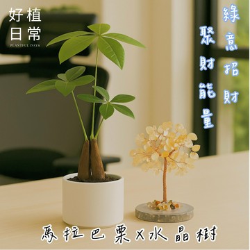 【好植日常】｜好植日常｜送禮綠植水晶樹兩件組｜馬拉巴栗 × 水晶樹 -  綠意招財小森林，為日常注入富足循環