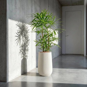 棕櫚竹水泥盆栽 高款 直條紋湛白高盆 落地盆栽禮 北歐極簡植栽