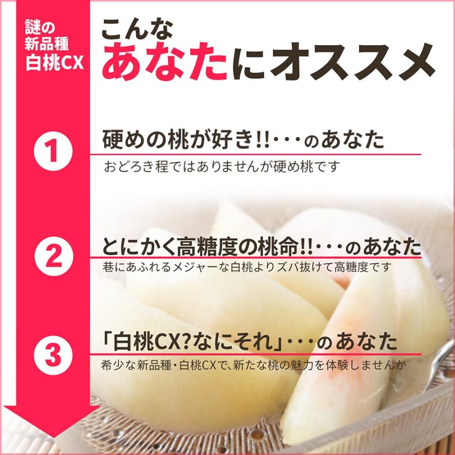 硬い桃 白桃 秀品 白桃CX 2.5kg 山形県産 送料無料 固い桃 かたい桃 かため 硬め 期間限定 産地直送 山形  シーエックス