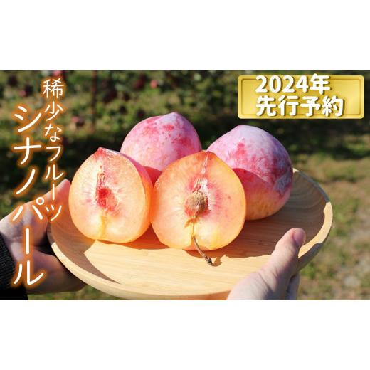 ふるさと納税 長野県 松川町 KP03-24A 高級プラム シナノパール 贈答 約1.8kg ／2024年9月中旬頃から発送予定