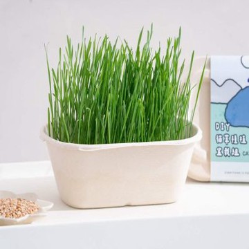 【尾巴丘 Tailshill】貓草種植盆栽組 新鮮貓草 DIY 天然化毛 貓零食 貓草盆 好種植 生長速度快