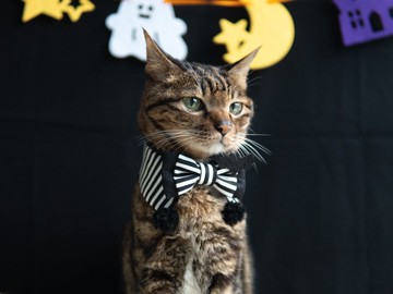 【萬聖節限定系列】寵物圍兜 貓咪 伯爵領巾