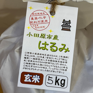  志村屋米穀店令和5年産新米小田原市産 農薬・化学肥料不使用はるみ(玄米) 5kg ＜出荷時期：10月中旬より順次出荷開始＞