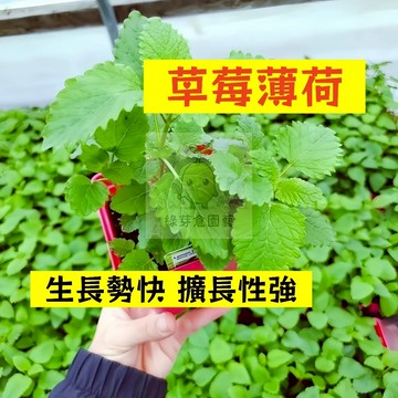 🌱早熟高產 草莓薄荷種子BH-6 生長勢快 擴長性強 蕃荷葉 土薄荷 升陽菜 野薄荷 南薄荷 易種植 高產陽台盆栽種籽