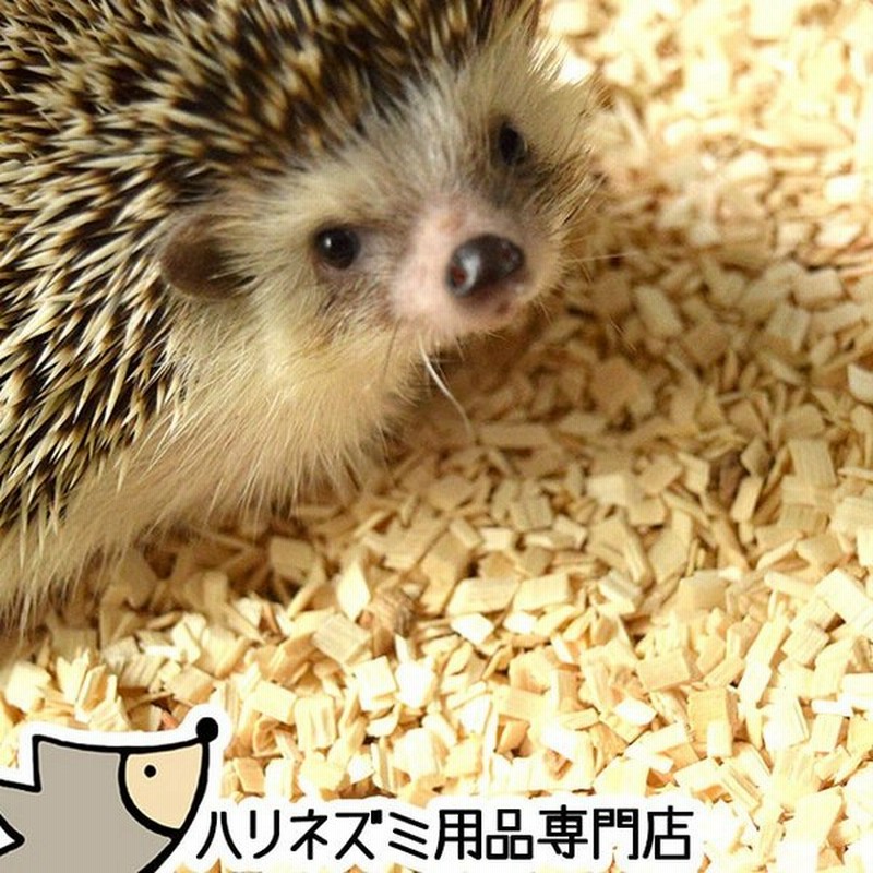 はりねずみんみん共和国 ホワイトポプラチップ 5リットル アスペンチップ ハリネズミの床材 オリジナル床材 通販 Lineポイント最大get Lineショッピング