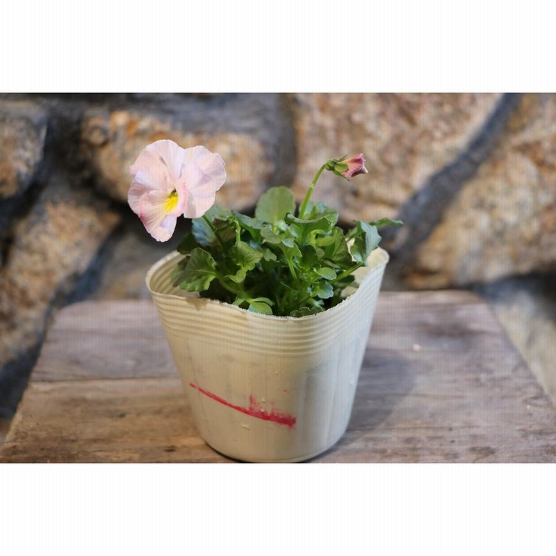寄せ植え花 神戸べっぴんさん3種類寄せ植え