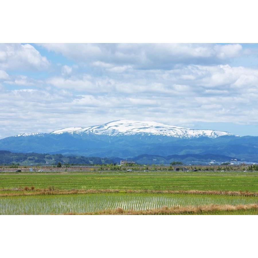 精米山形県産 白米 つや姫 5kg 令和元年産