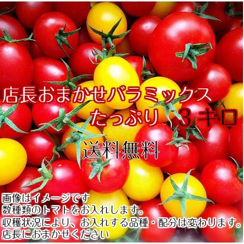 販売再開　トマト　ミニトマト　新鮮　生産者直送　当店一番人気！数種類のミニトマトが入った店長おまかせバラミックス3キロ