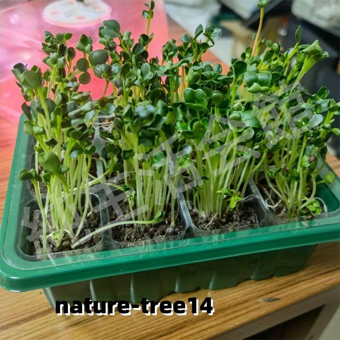 育苗ポット 植物育成ライト付き 5個セット 育苗ポット 植物育成ライト付き 育苗箱 育苗トレー 5個セット 12穴 透明カバー 調節可能湿度ドーム付き 発芽育苗セッ