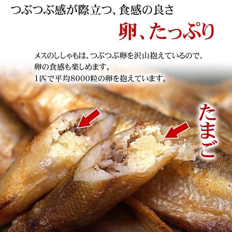 北海道産　子持ち本ししゃも　20尾入り(メス・特大)　北海道産 魚ししゃもです。干物柳葉魚、干し魚。ぷちぷち卵の食感