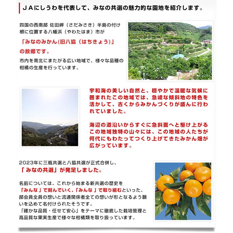 愛媛県より産地直送 JAにしうわ 西宇和温州みかん 2Lサイズ 約3キロ　送料無料 みかん ミカン 蜜柑