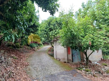 #太平便宜果園★果樹林立，新鮮水果現採現嚐｜台中市太平區竹村段