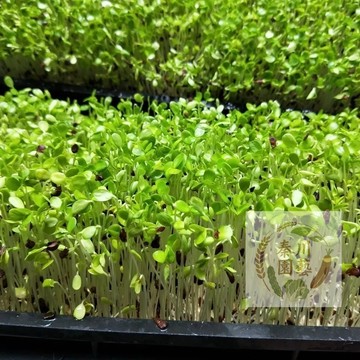 【台灣現貨】苜蓿芽苗菜種子 紫花苜蓿籽水培蔬菜 陽台盆栽庭院可種 3-5天快採 免土免肥｜高營養 生機飲食必備
