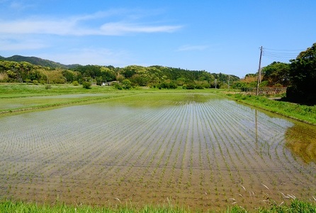 川名一将さんちの長狭米 特別栽培米コシヒカリ5kg×12ヶ月 [0120-0004]