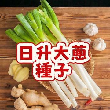 台灣日升大蔥種子 珠蔥種苗 九條蔥栽種 四季可播 家庭菜園 蔥苗 蔥仔 快手蔥 香辛蔬菜 自種食材 易栽種 發芽快