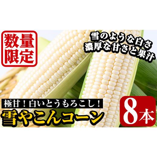 ふるさと納税 鹿児島県 阿久根市 ＜先行予約受付中！2024年6月下旬〜8月下旬の間に発送予定＞数量限定！極甘！白いとうもろこし「雪やこんコーン」(8本) 国産 …