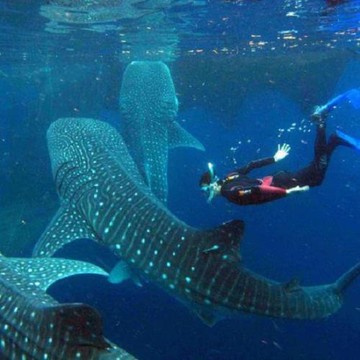 菲律賓旅遊｜宿霧,歐斯陸鯨鯊共游,薄荷島濱海渡假村,尋訪眼鏡猴,巧克力山,巴里卡薩島大斷層浮潛5日(六人成行,含稅)-2023CEB102