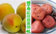 （4L－2Kg）熟南高梅＜2024年6月中旬～7月7日発送予定＞