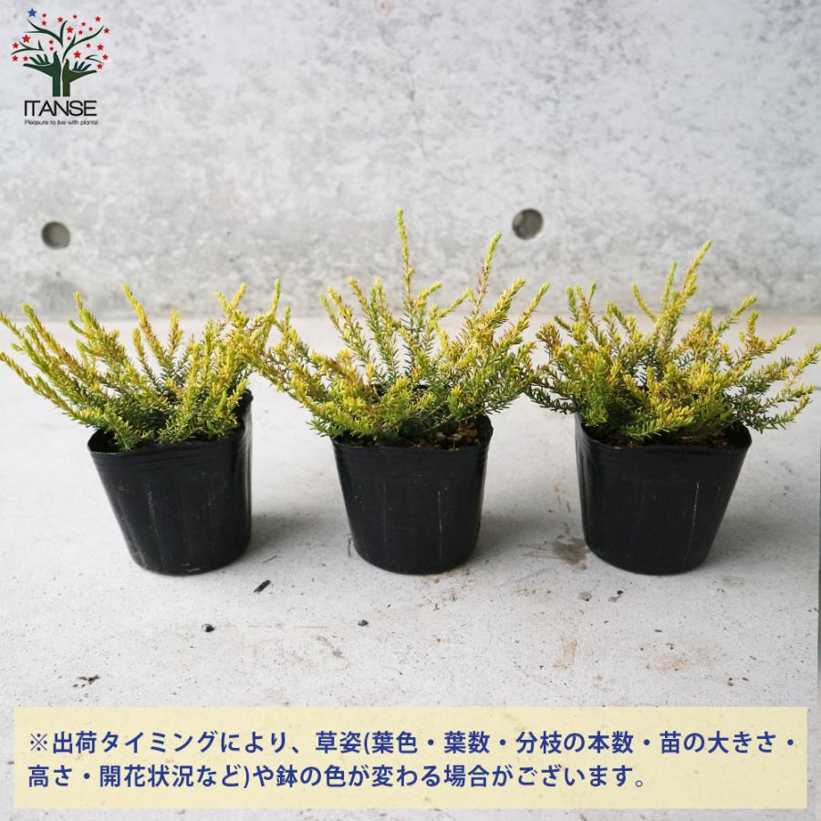 エリカ ダーリエンシス ゴールデンパーフェクト ダーレンシス 園芸品種 寄植え 寄せ植え