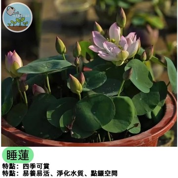 碗蓮種子 三天發芽 迷你睡蓮 水芙蓉 盆栽蓮花 水生植物 陽台庭院造景 新手好養活 開花植物 室內外皆可