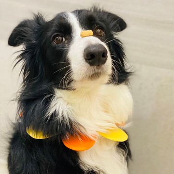 EllaWangDesignFlowerPetalsCollar 寵物 花瓣 頸圈 狗 L size