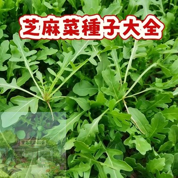 💥台灣發貨（芝麻菜種子大全）今年新籽 發芽率高 四季種植 生長勢快 鮮嫩可口  陽台庭院盆栽 多次採摘 #蔬菜種子