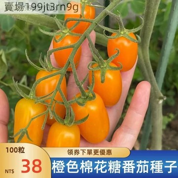 現貨🍅橙色棉花糖番茄種子（100粒）小西紅柿種子 超甜 皮薄 多汁 多年生聖女果種籽 四季播種農田盆栽 高產水果蔬菜種子