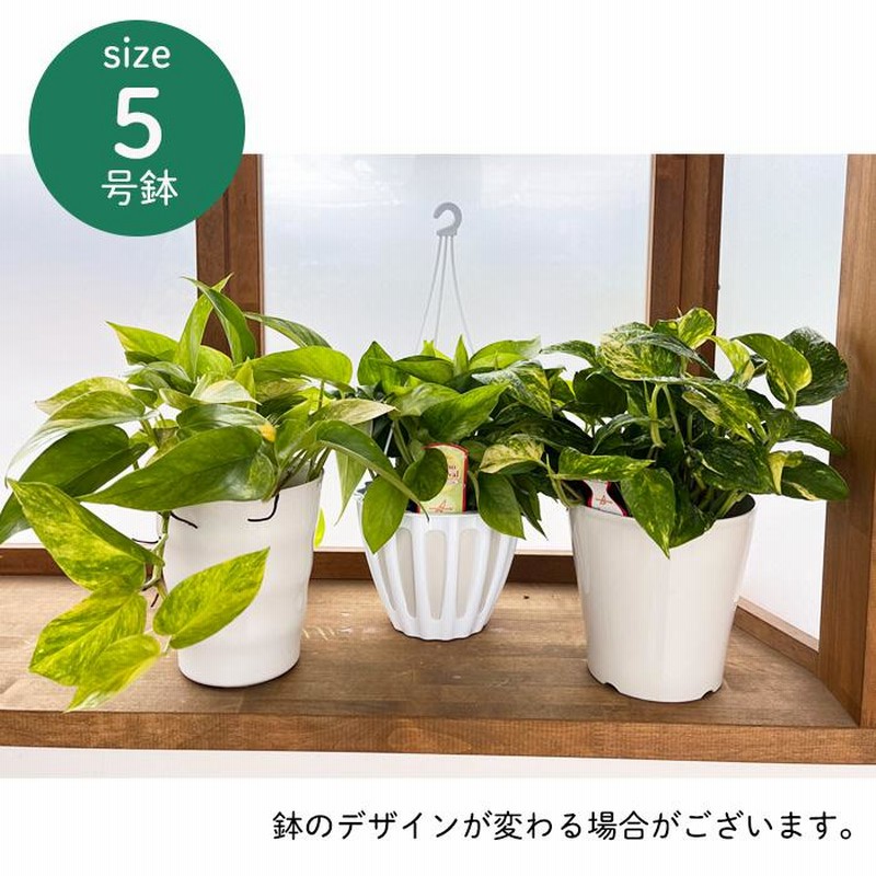 テルノキャスト　ポトス　5号　観葉植物　ハンギング 楽天市場】観葉植物 ポトス テルノ No.018 ラブソング 5号鉢