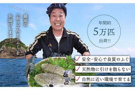 活〆おうごんとらふぐ贅沢セット4人前[KAB126]  長崎 平戸 魚介類 魚 鍋 刺身 とらふぐ ふぐ ポン酢