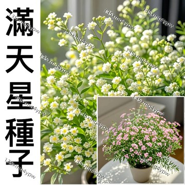 蝦皮熱銷 新手易種【多色滿天星種子】（500粒） 爆盆花卉種子 易爆盆四季種易活開花不斷 觀賞花卉種子 室內陽臺盆栽種子