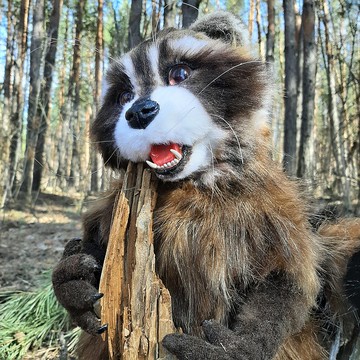 浣熊，毛絨玩具浣熊，收藏玩具。聖誕禮物包裝。